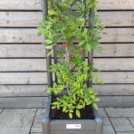 Vistéria čínska (Wisteria sinensis) ´PROLIFIC´ - výška 120-140 cm, hranatý kvetináč -  ŠPALIÉRA